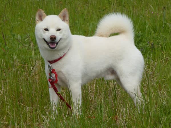 Shiba