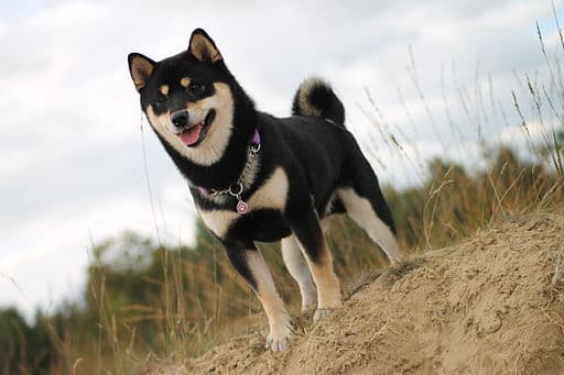 Shiba