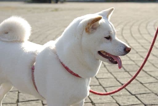 Shiba