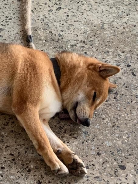 Shiba