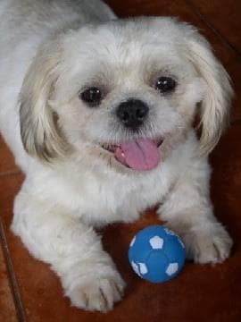Shihtzu