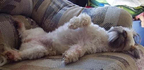 Shihtzu