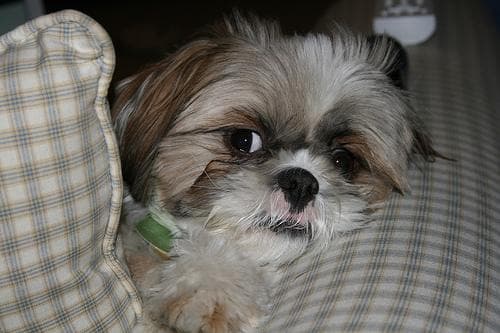 Shihtzu