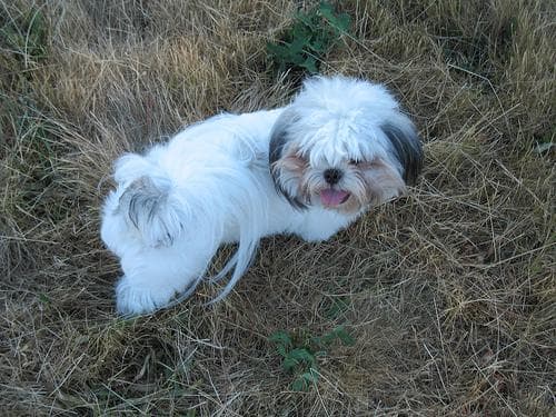 Shihtzu