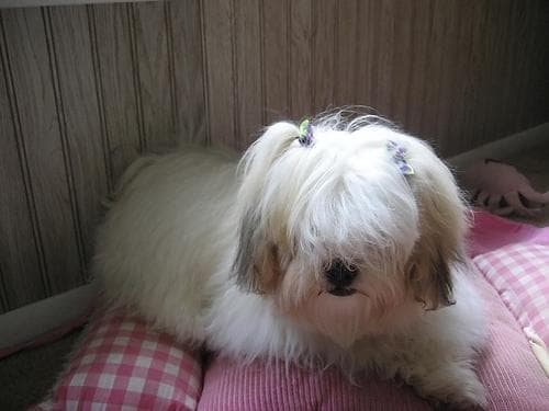 Shihtzu