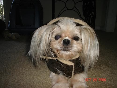Shihtzu