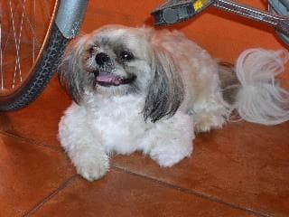 Shihtzu