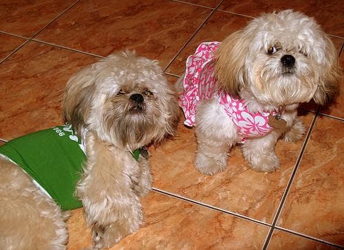 Shihtzu