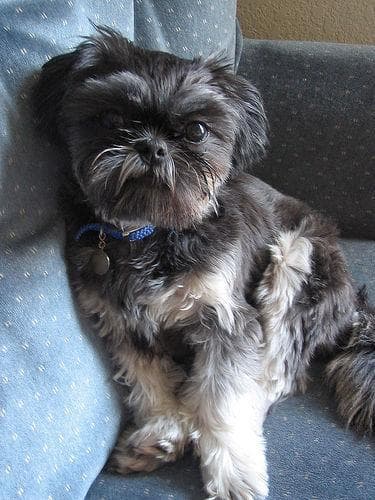 Shihtzu