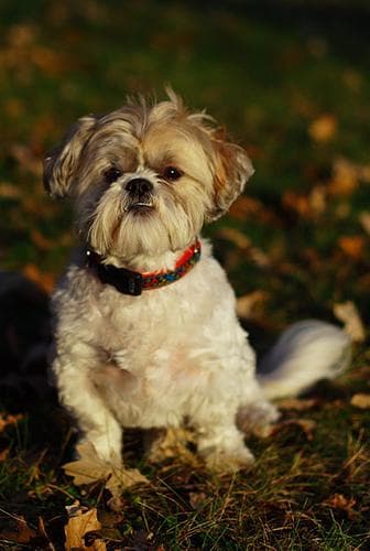 Shihtzu