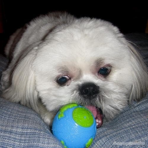 Shihtzu