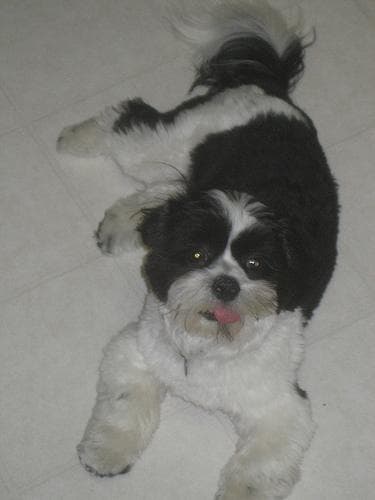 Shihtzu
