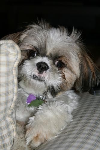 Shihtzu
