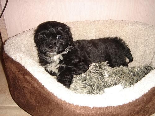 Shihtzu