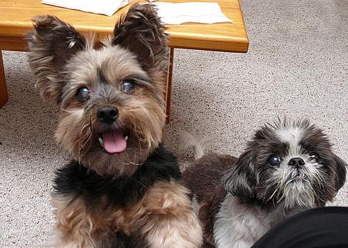 Shihtzu