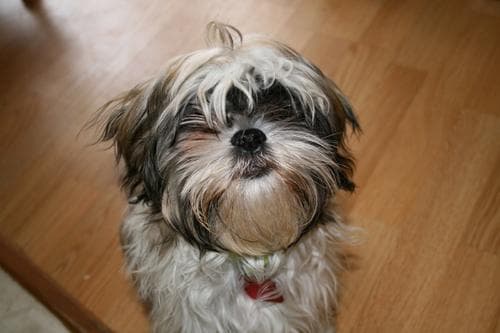 Shihtzu