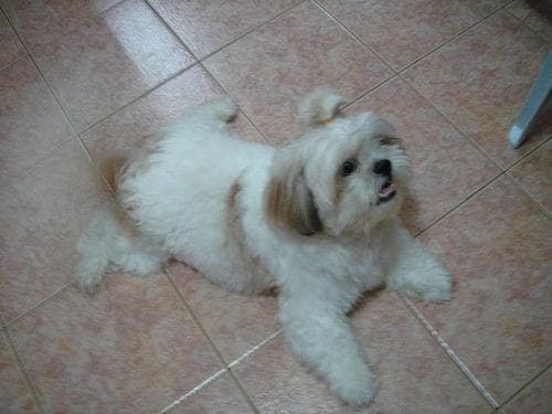 Shihtzu
