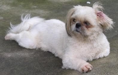 Shihtzu