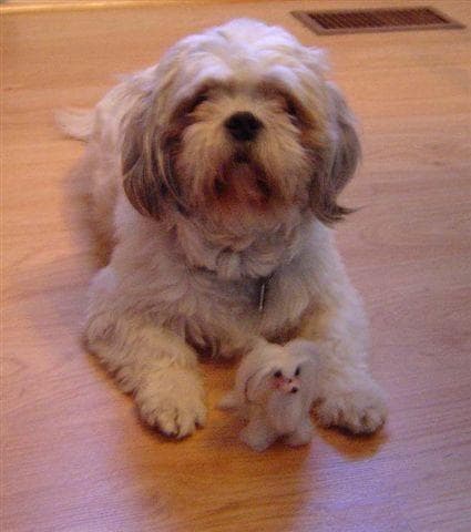 Shihtzu
