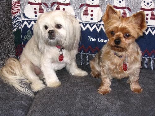 Shihtzu