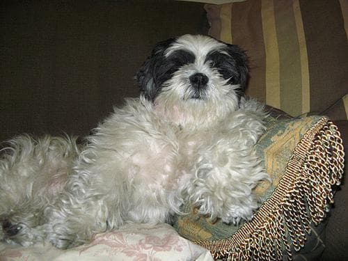 Shihtzu