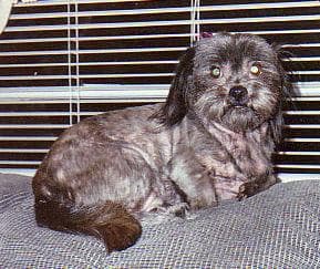 Shihtzu