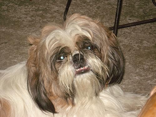 Shihtzu
