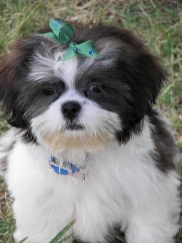 Shihtzu