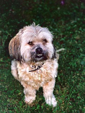 Shihtzu