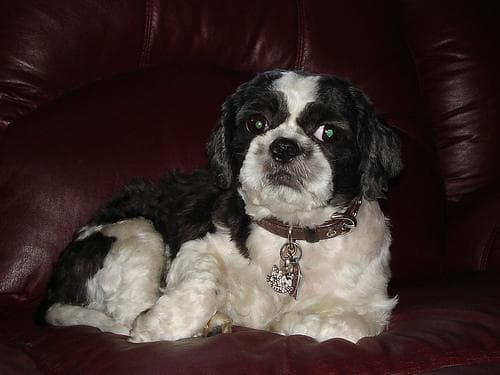 Shihtzu