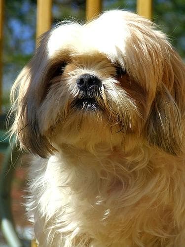 Shihtzu