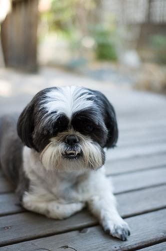 Shihtzu