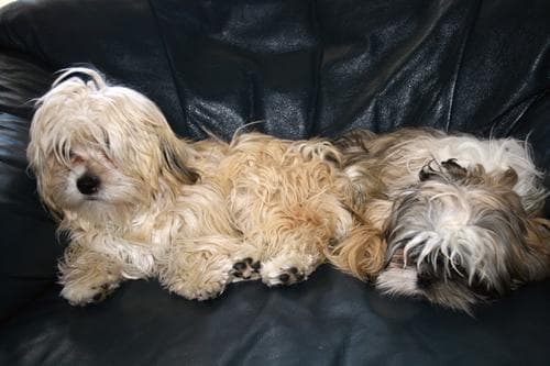 Shihtzu