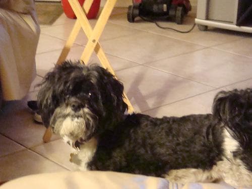 Shihtzu