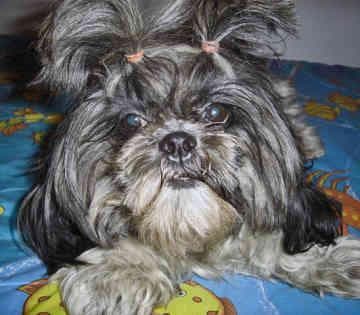 Shihtzu