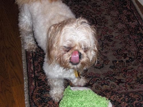Shihtzu