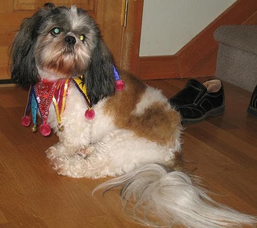 Shihtzu