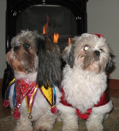 Shihtzu