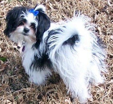 Shihtzu