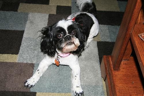 Shihtzu
