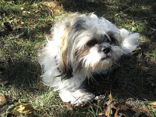Shihtzu
