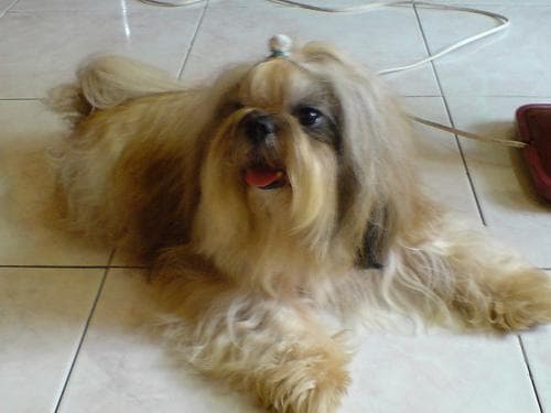 Shihtzu