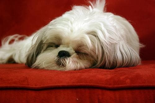 Shihtzu