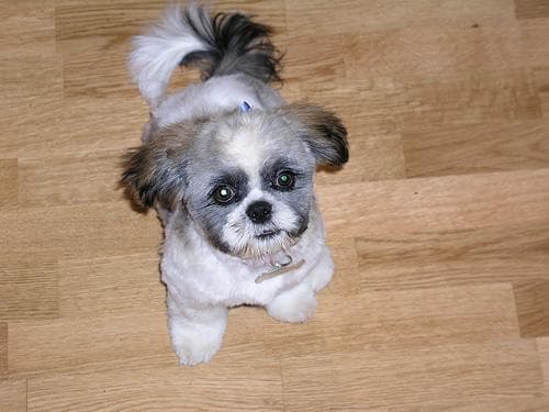 Shihtzu