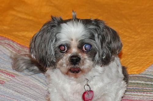 Shihtzu