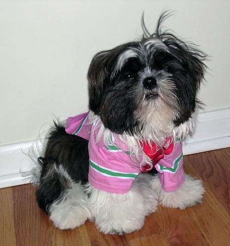 Shihtzu