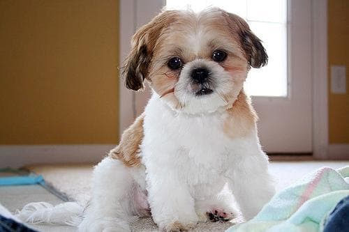 Shihtzu