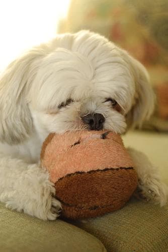 Shihtzu