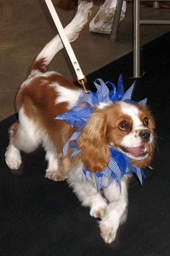 Blenheim Spaniel