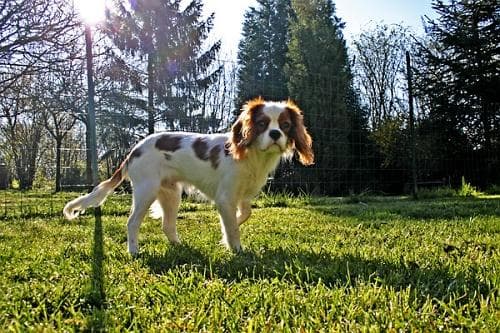 Blenheim Spaniel